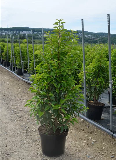 Portug. Lorbeerkirsche  Portug. Lorbeerkirsche