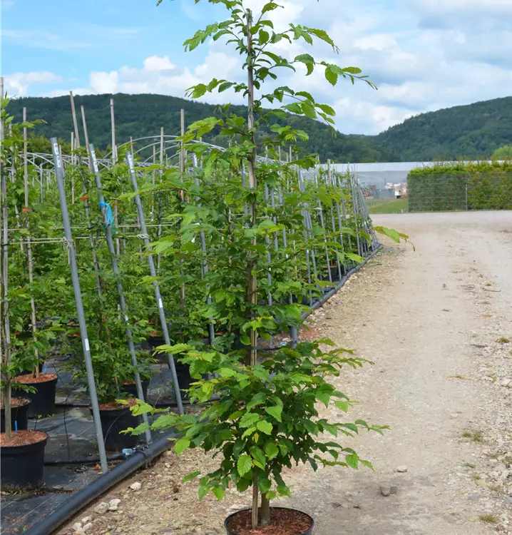 Carpinus betulus