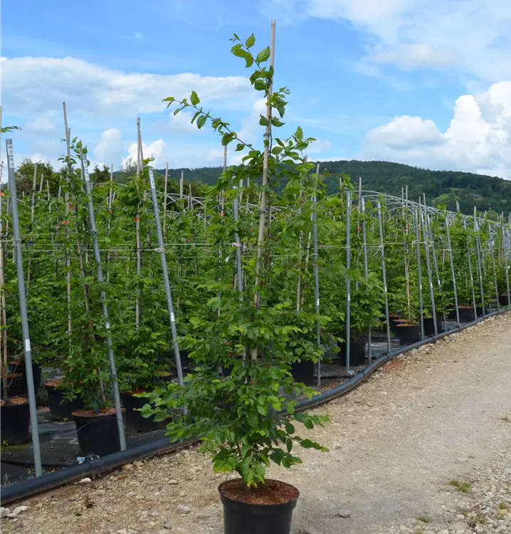 Carpinus betulus
