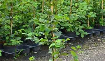 Zum Vergrößern klicken Bildvorschau