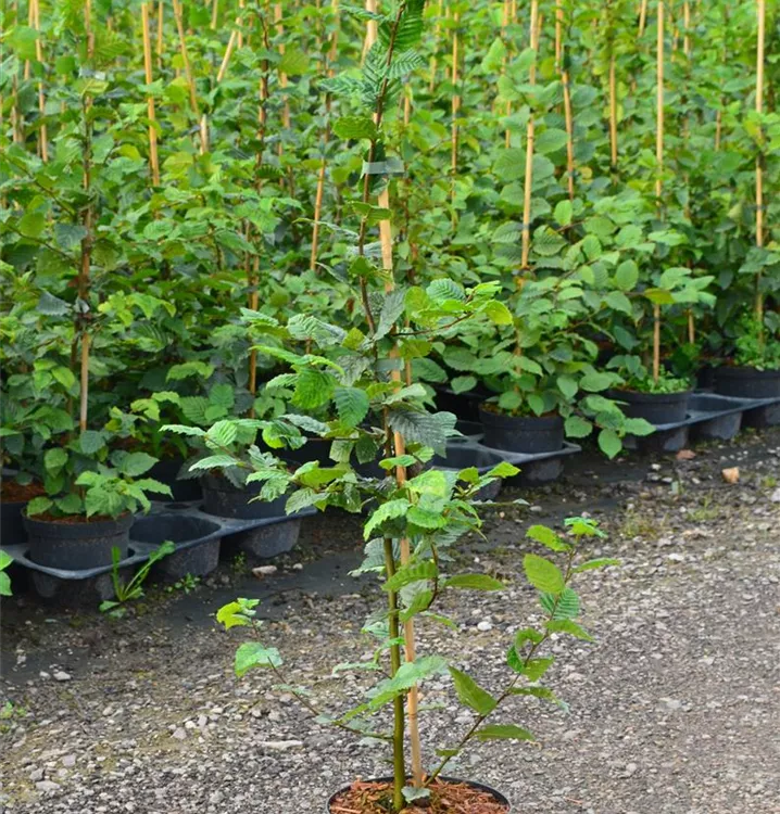 Carpinus betulus  Carpinus betulus