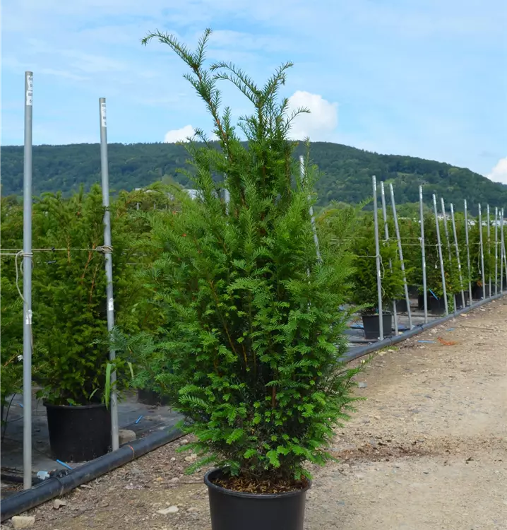 Taxus baccata