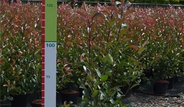 Zum Vergrößern klicken Bildvorschau