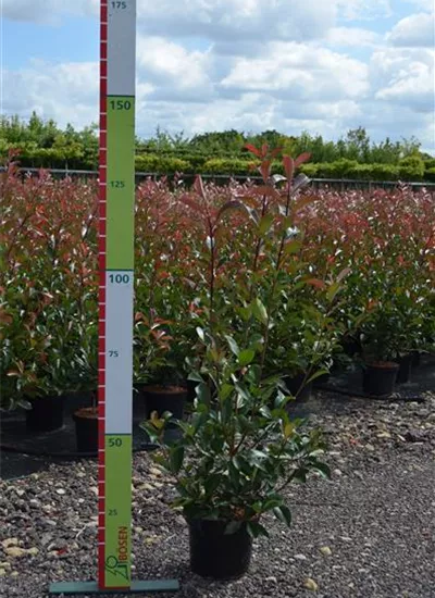 Glanzmispel 'Red Robin' Glanzmispel 'Red Robin'