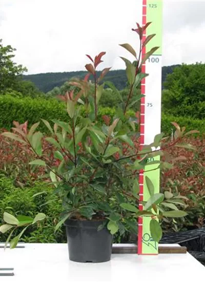 Glanzmispel 'Red Robin' Glanzmispel 'Red Robin'