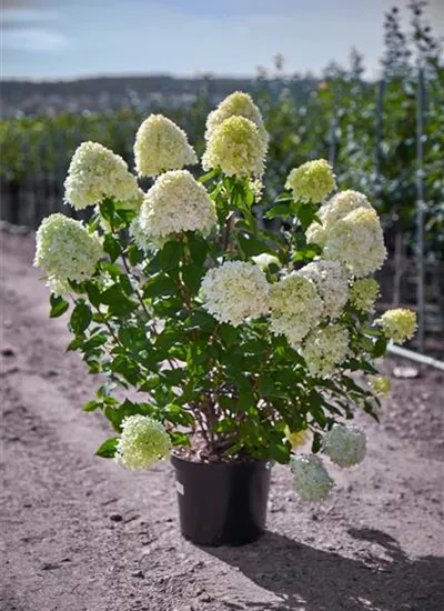 Rispenhortensie  Rispenhortensie