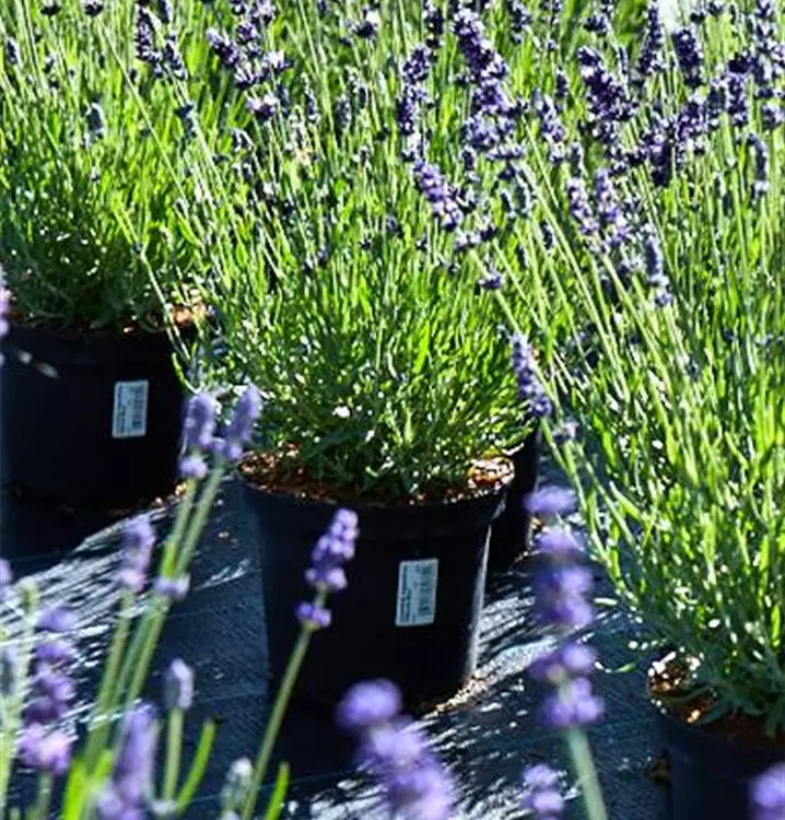 Lavandula ang. 'Hidcote Blue'