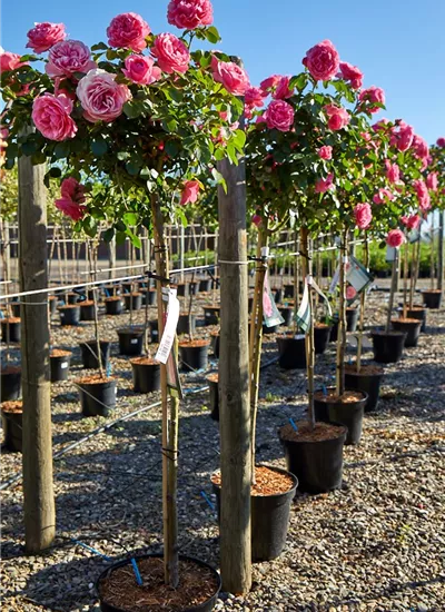 Rosenstämme Rosenstämme