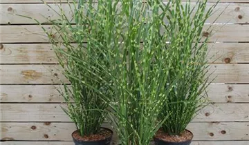 Zum Vergrößern klicken Bildvorschau