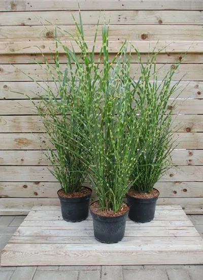 Zebra-China-Schilf Zebra-China-Schilf