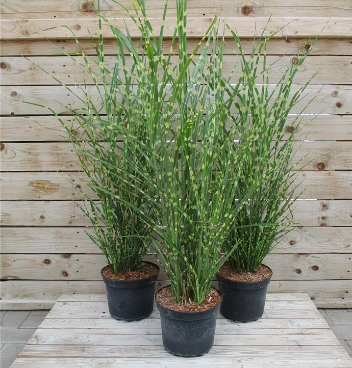 Miscanthus sinensis 'Strictus' Miscanthus sinensis 'Strictus'