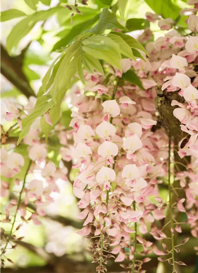 Rosablütiger Blauregen Rosablütiger Blauregen