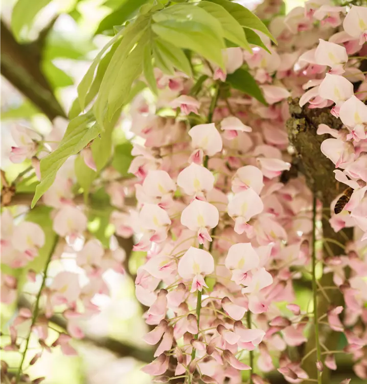 Wisteria sinensis 'Rosea'
