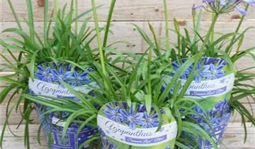 Zum Vergrößern klicken Bildvorschau