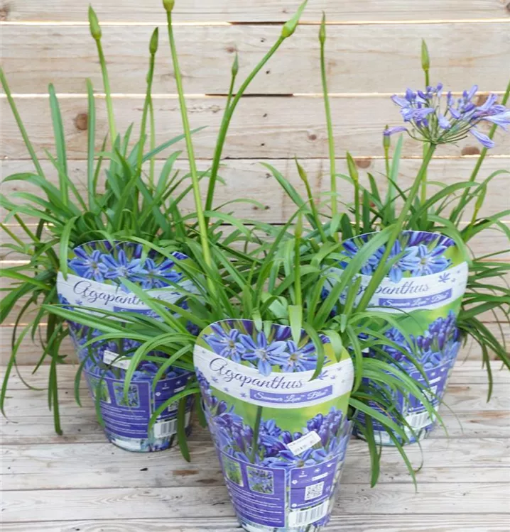 Agapanthus africanus Agapanthus africanus