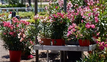 Zum Vergrößern klicken Bildvorschau