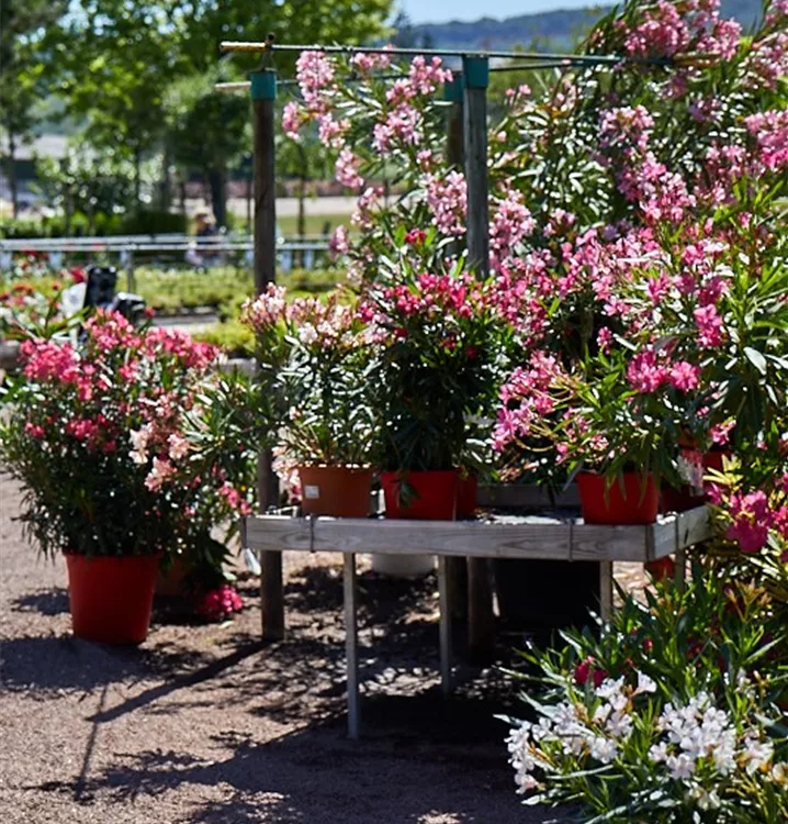 Nerium oleander Nerium oleander