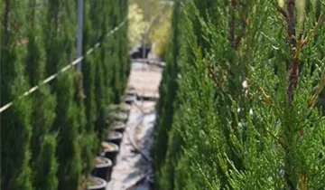 Zum Vergrößern klicken Bildvorschau