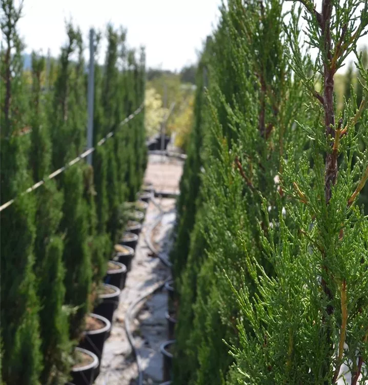 Cupressus sempervirens 'Pyramidalis' Cupressus sempervirens 'Pyramidalis'