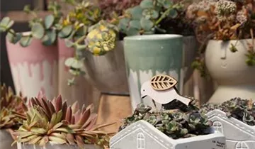 Zum Vergrößern klicken Bildvorschau