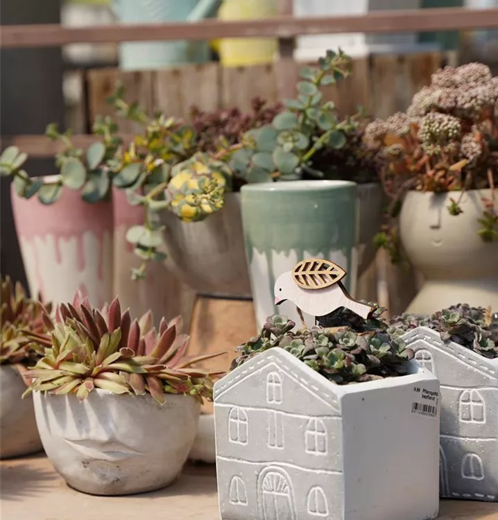 dauerhaft bepflanzte Geschenkideen dauerhaft bepflanzte Geschenkideen