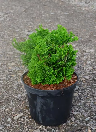 Kleine Muschelscheinzypresse Kleine Muschelscheinzypresse