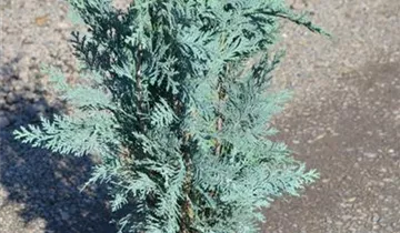 Zum Vergrößern klicken Bildvorschau