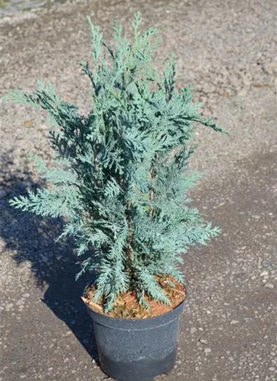 Blaue Säulenscheinzypresse Blaue Säulenscheinzypresse