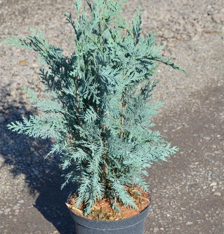 Chamaecyparis laws. 'Columnaris Glauca' Chamaecyparis laws. 'Columnaris Glauca'