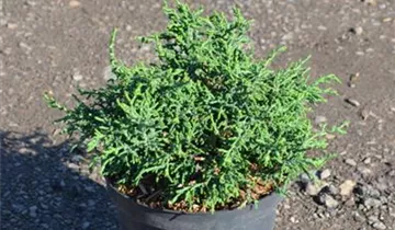 Zum Vergrößern klicken Bildvorschau