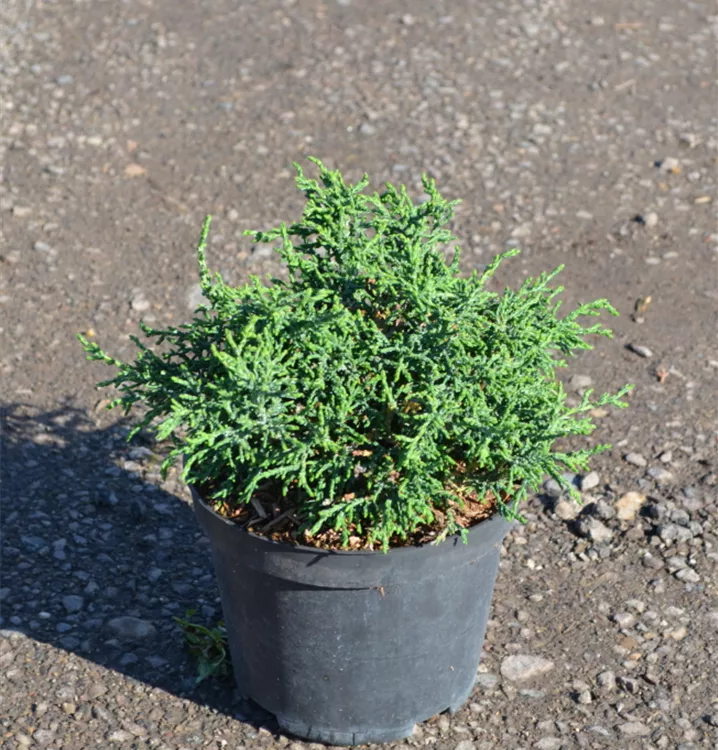 Chamaecyparis laws. 'Lycopodioides' Chamaecyparis laws. 'Lycopodioides'