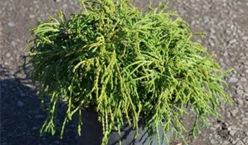 Zum Vergrößern klicken Bildvorschau