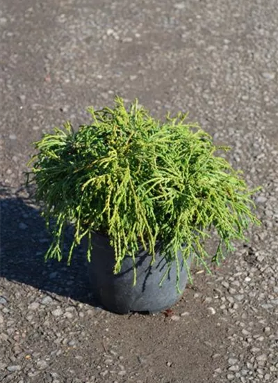 Haarscheinzypresse Haarscheinzypresse