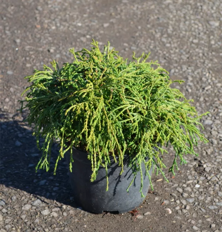 Chamaecyparis pis.'Filifera Nana' Chamaecyparis pis.'Filifera Nana'