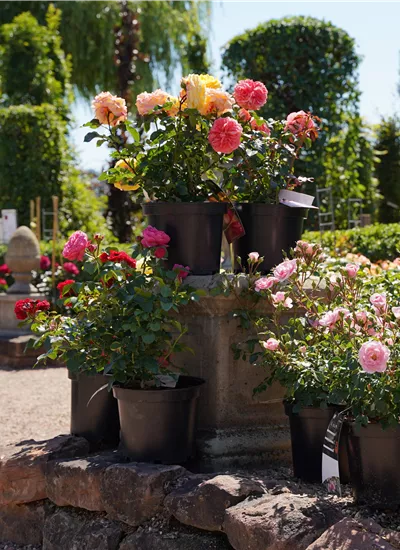 Beet- & Edelrosen Beet- & Edelrosen