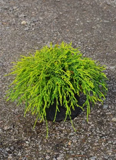 Gelbe Fadenzypresse 'Sungold' Gelbe Fadenzypresse 'Sungold'