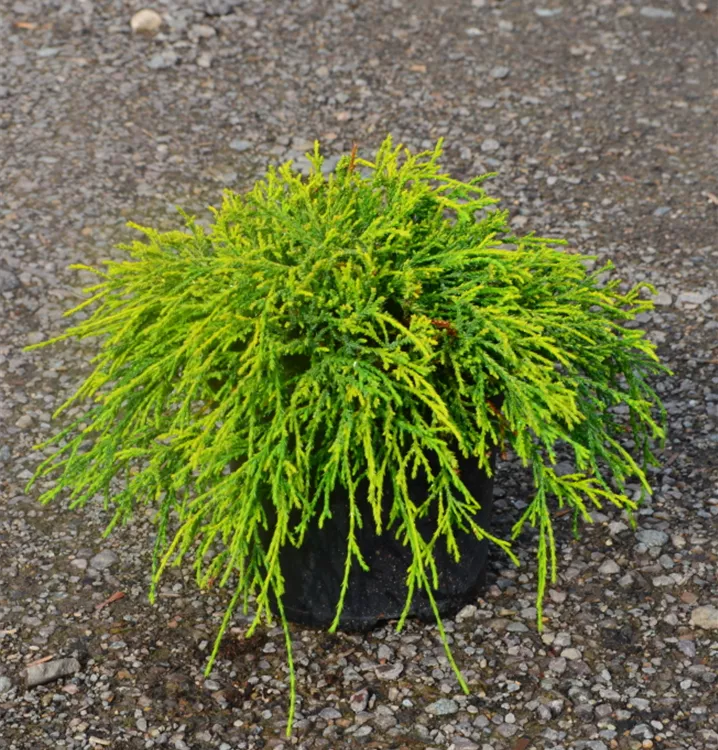 Chamaecyparis pis.'Filifera Sungold' Chamaecyparis pis.'Filifera Sungold'