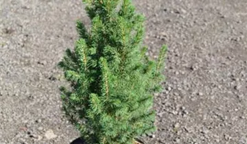 Bösen GmbH & Co.KG Bösen GmbH & Co.KG