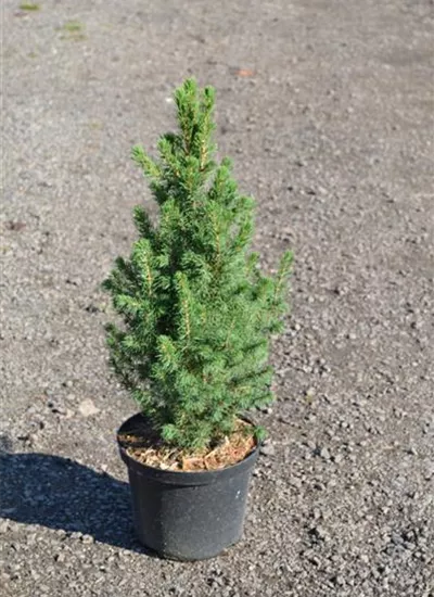 Zuckerhut-Fichte Zuckerhut-Fichte