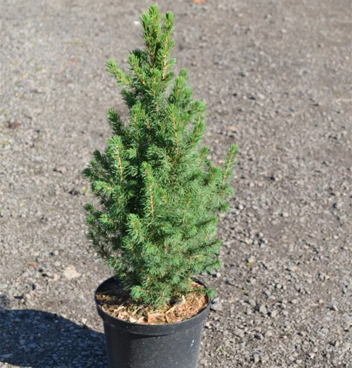 Picea glauca 'Conica' Picea glauca 'Conica'