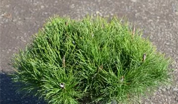 Zum Vergrößern klicken Bildvorschau