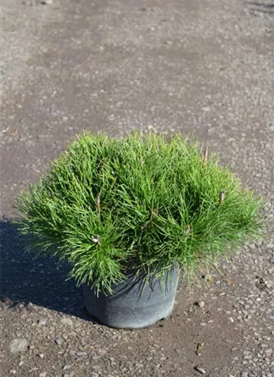 Krummholz-Kiefer Krummholz-Kiefer