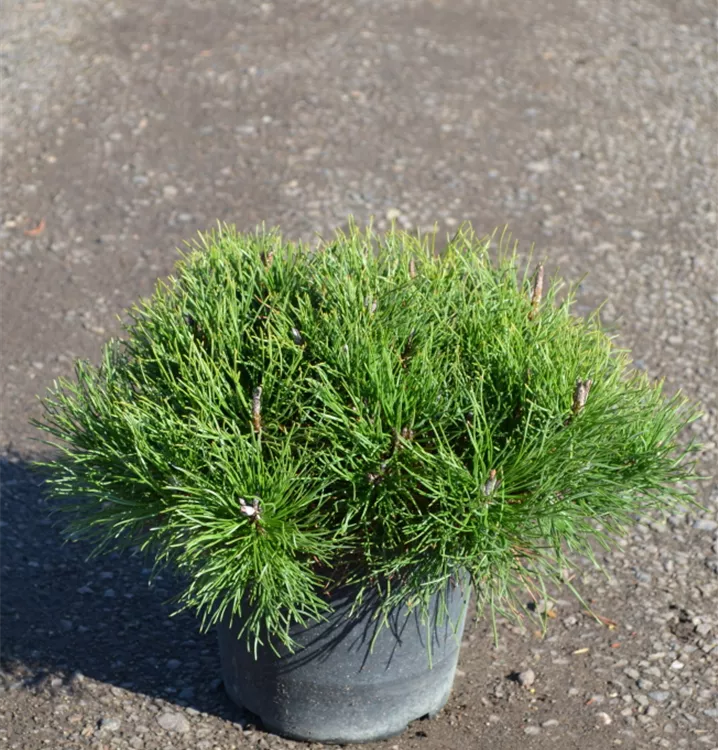 Pinus mugo mughus Pinus mugo mughus