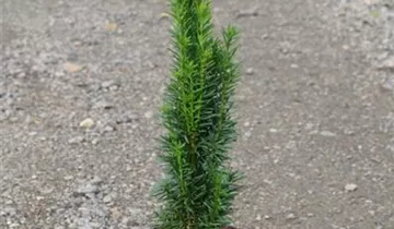 Bösen GmbH & Co.KG Bösen GmbH & Co.KG