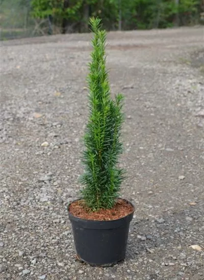 Schmale Säulen-Eibe Schmale Säulen-Eibe