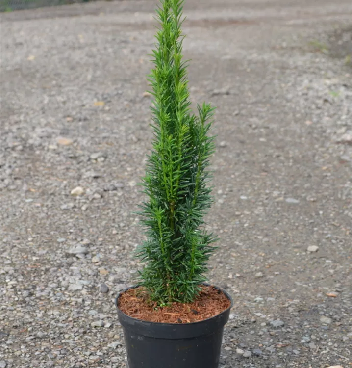 Taxus baccata 'Fastigiata Robusta' Taxus baccata 'Fastigiata Robusta'