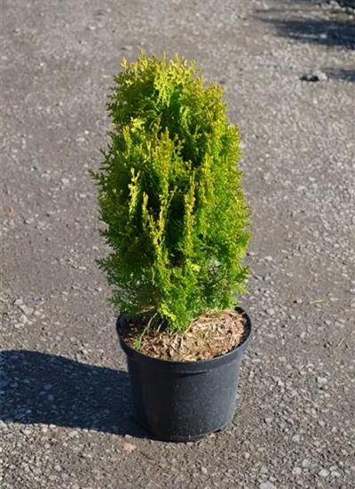 Gelber Zwerg-Lebensbaum Gelber Zwerg-Lebensbaum