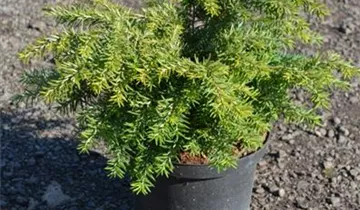 Zum Vergrößern klicken Bildvorschau