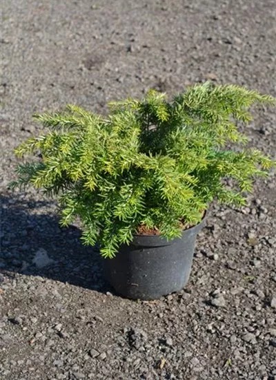 Zwerg-Hemlocktanne Zwerg-Hemlocktanne