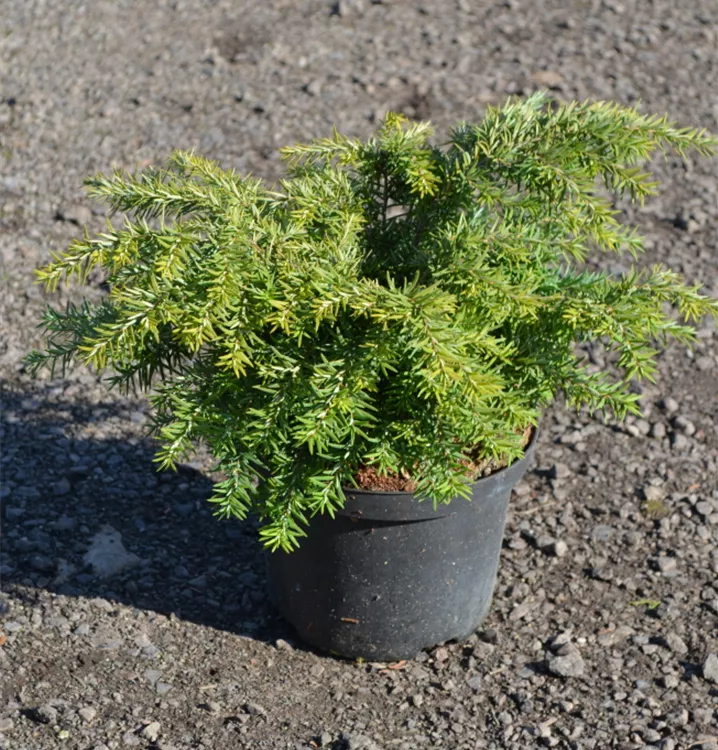 Tsuga canadensis 'Jeddeloh' Tsuga canadensis 'Jeddeloh'